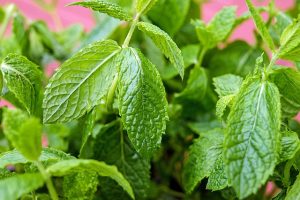 menta_biologica