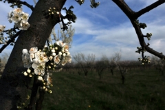 albero in fiore