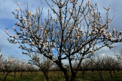 albero