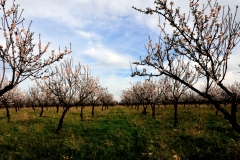 campi in fiore
