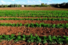 campi