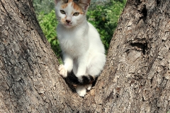 gatto
