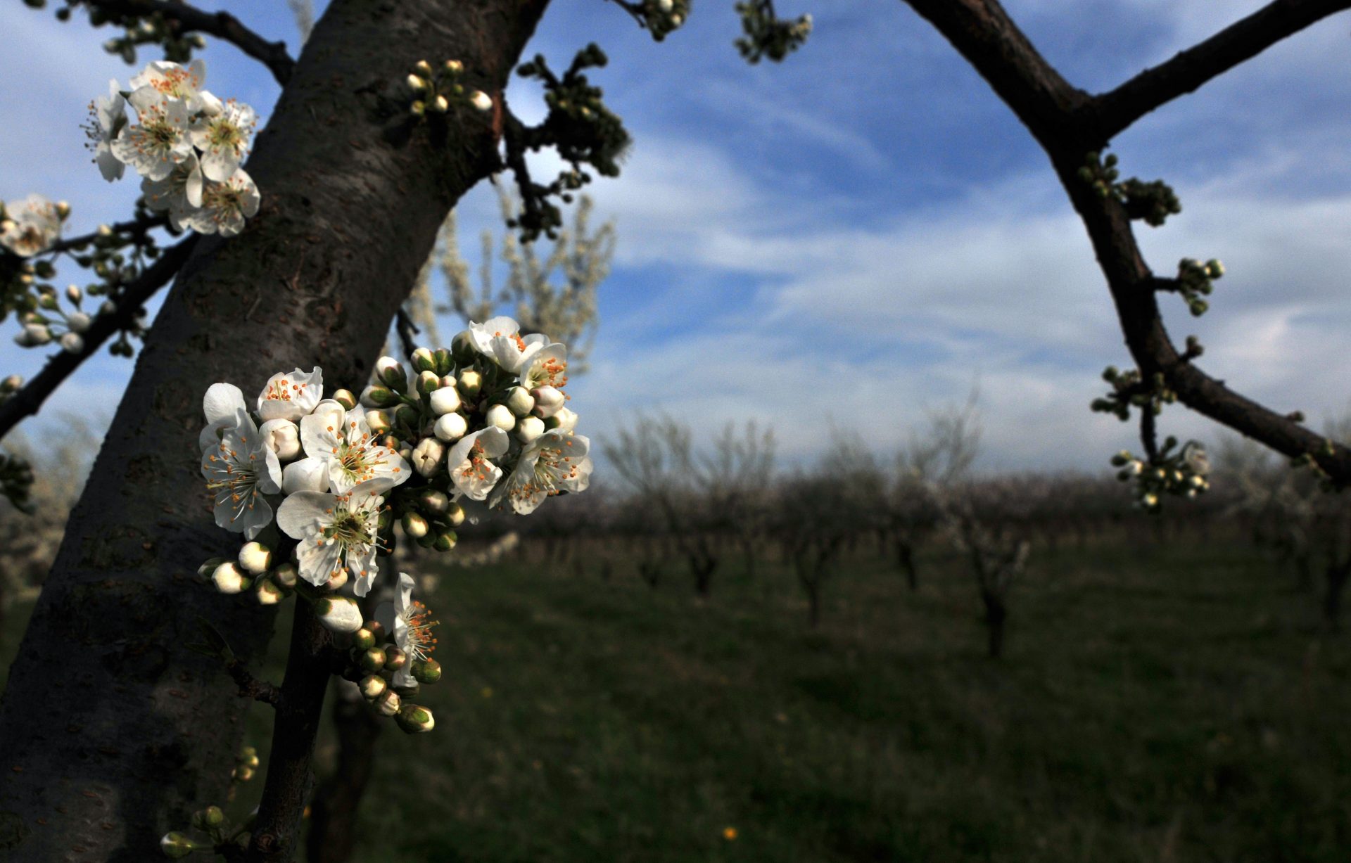 Azienda Agricola Biologica Giunchiglia