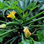 Zucchine biologiche